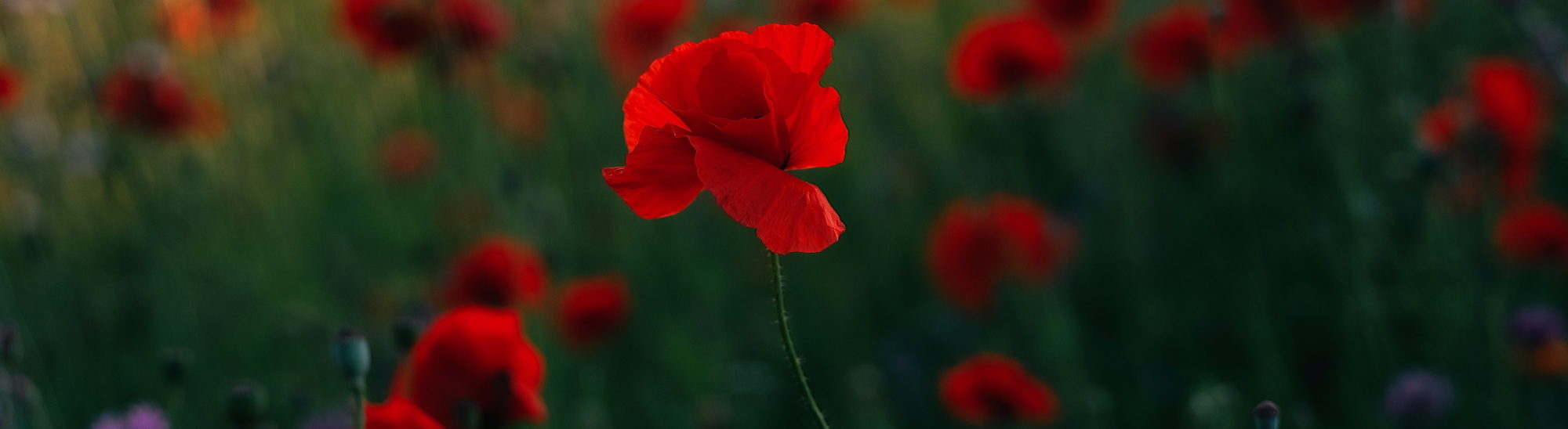 Meet Irene Haslam, the wife of a British Veteran